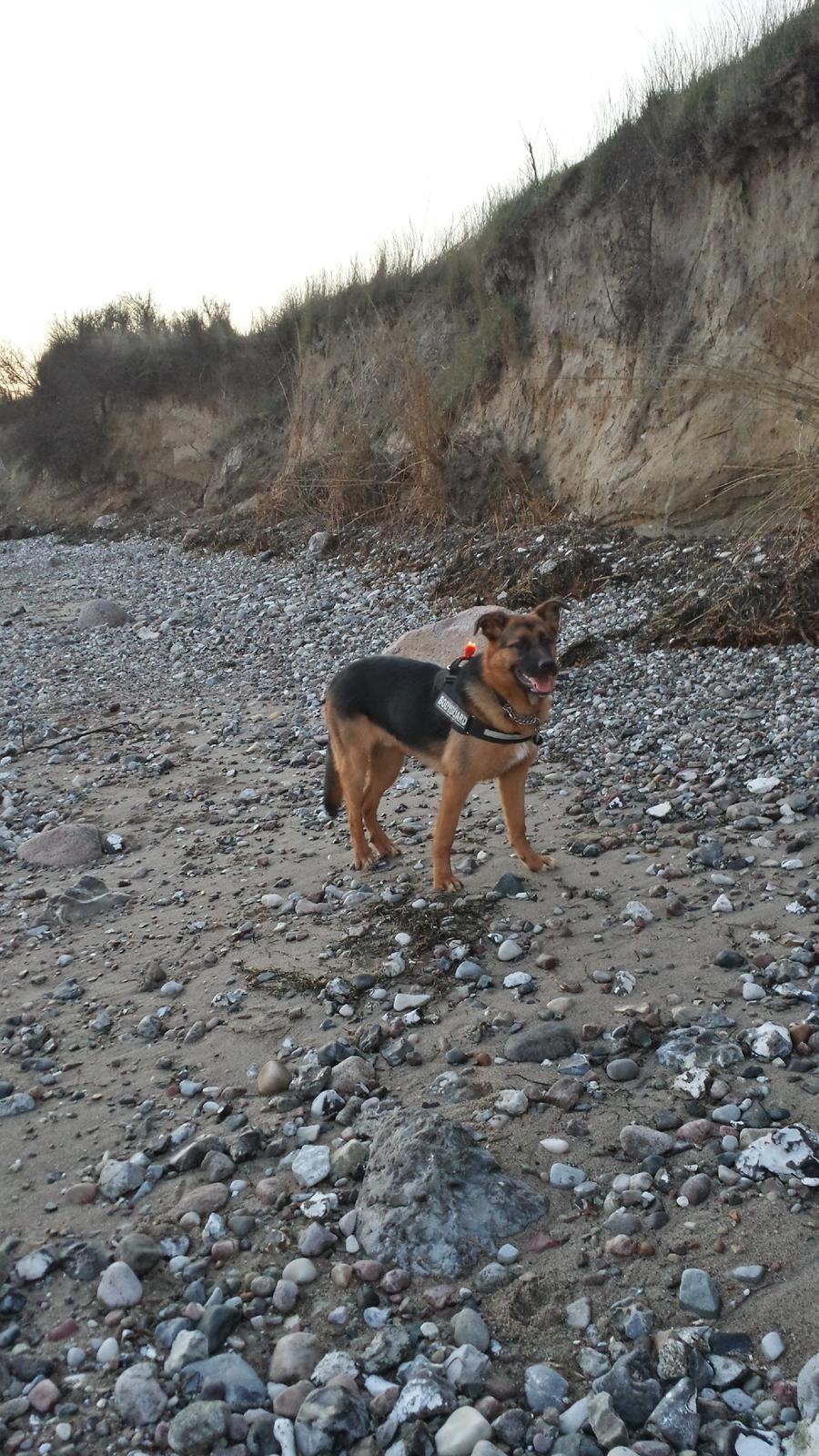 Blanding af racer Oscar billede 12