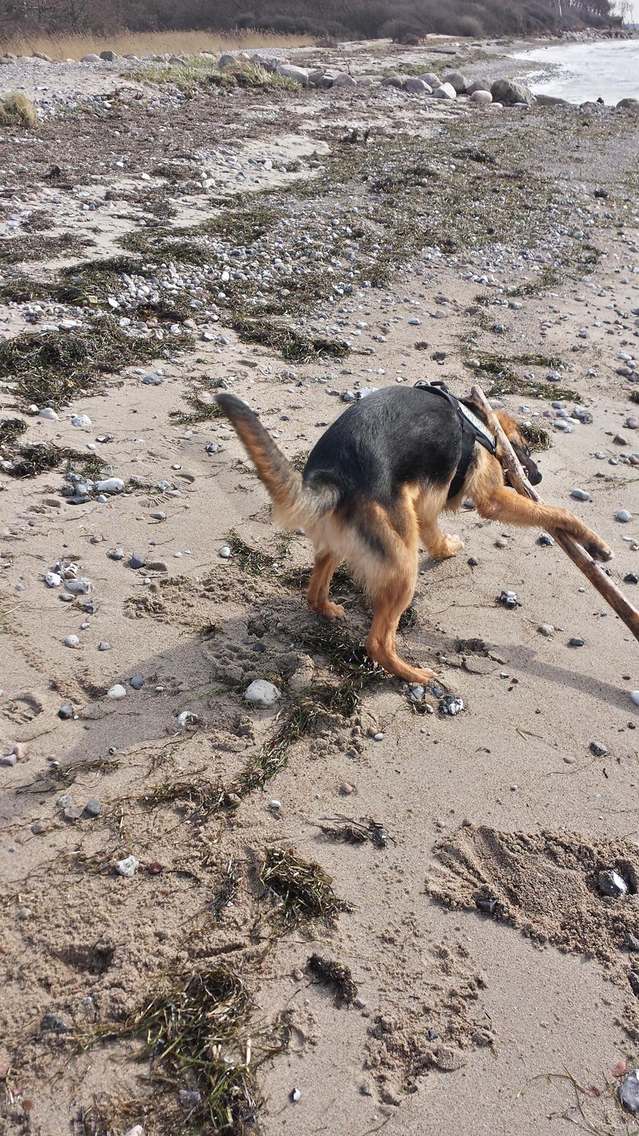 Blanding af racer Oscar billede 13