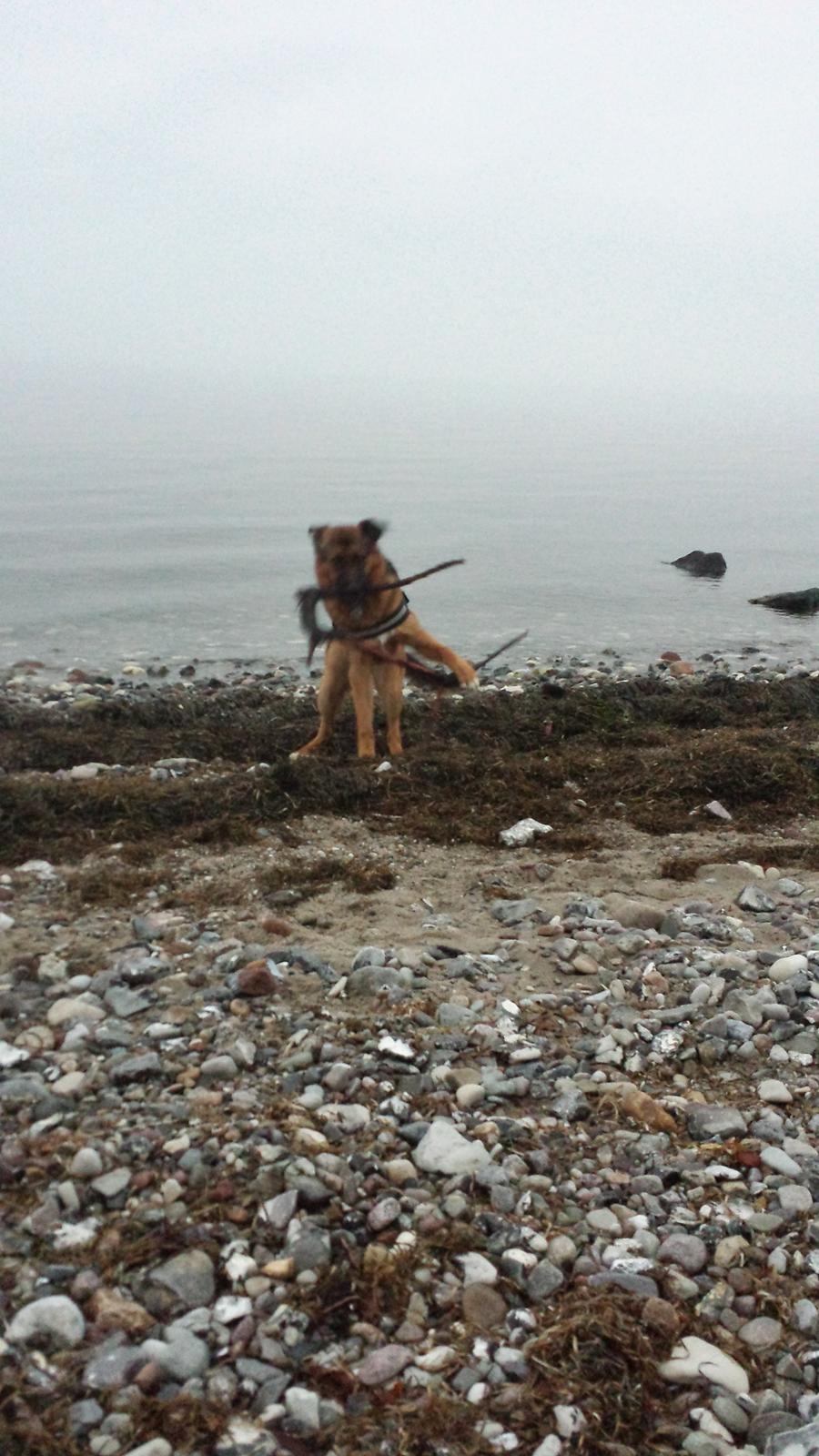 Blanding af racer Oscar billede 14