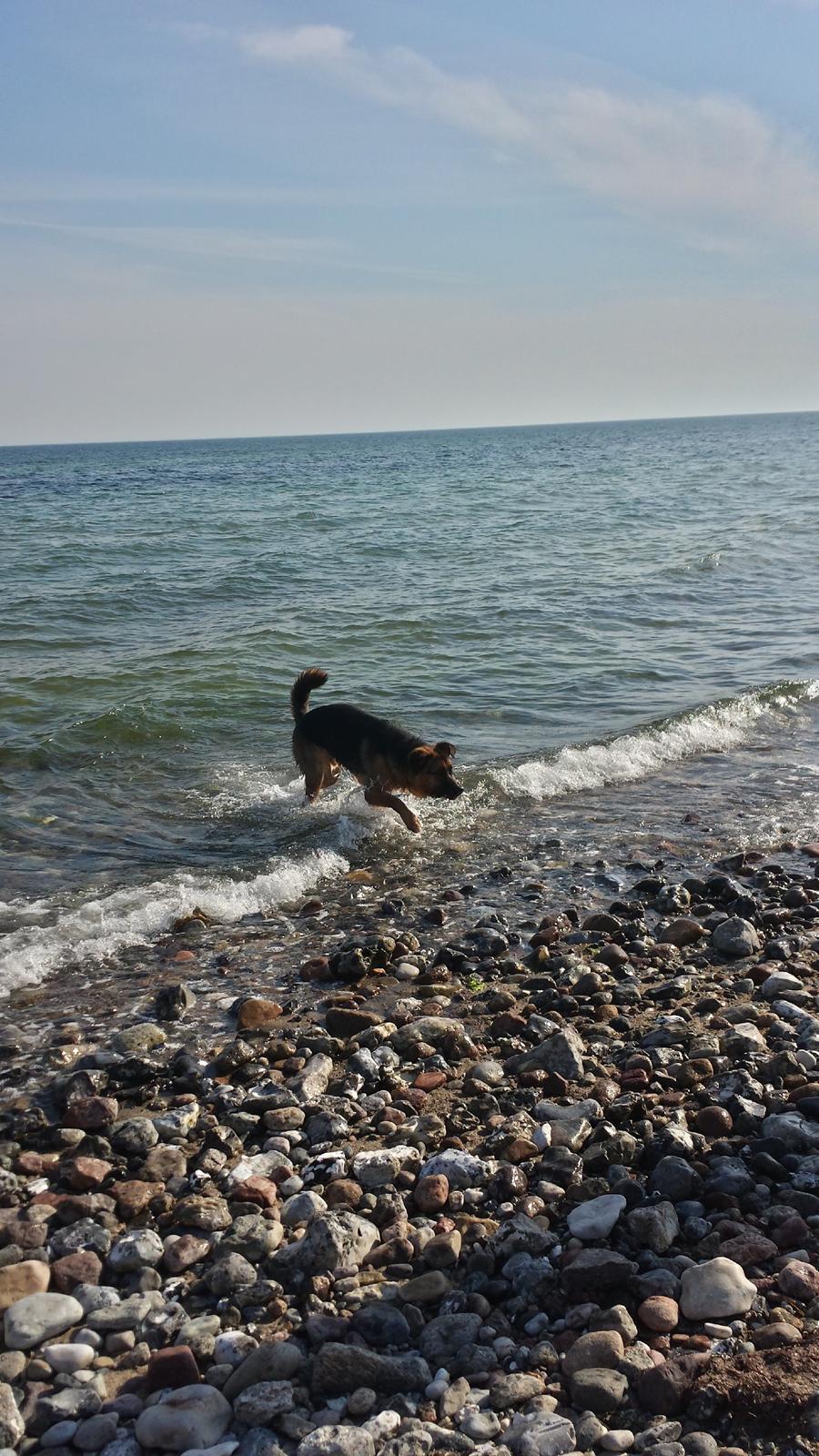 Blanding af racer Oscar billede 15