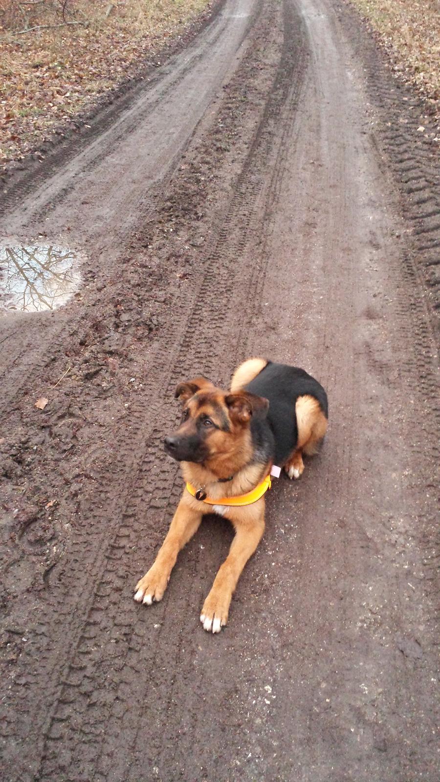 Blanding af racer Oscar billede 16