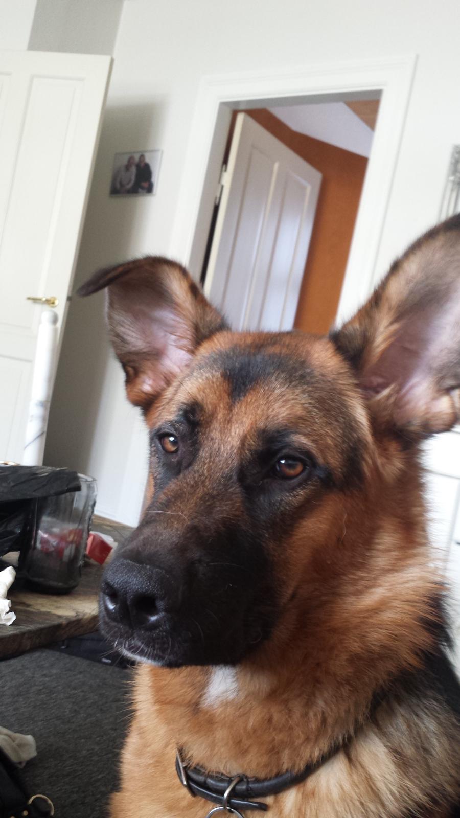 Blanding af racer Oscar billede 17