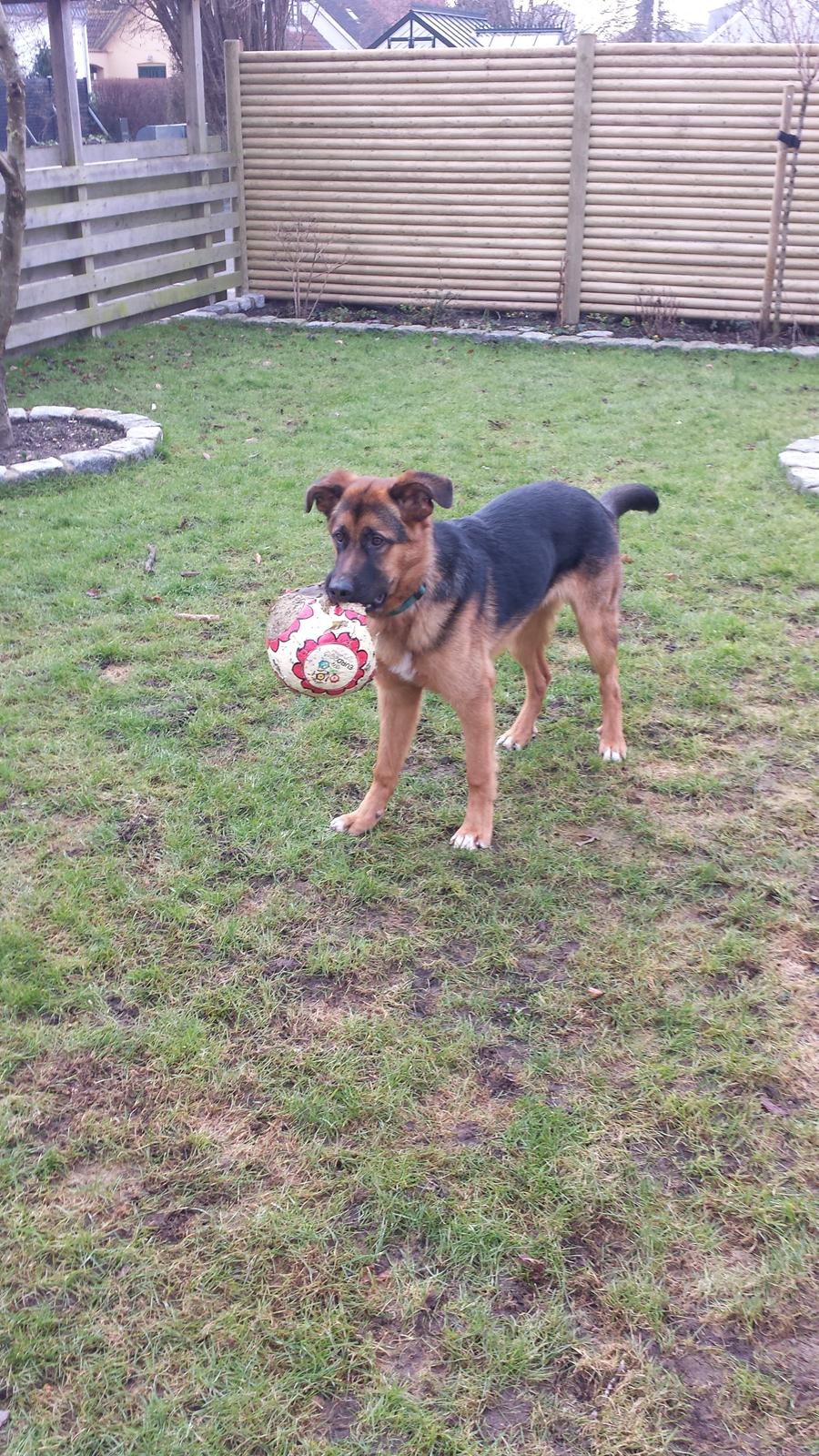 Blanding af racer Oscar billede 18