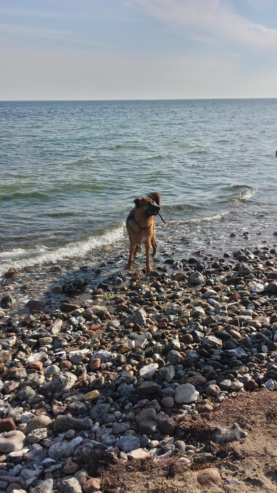 Blanding af racer Oscar billede 19