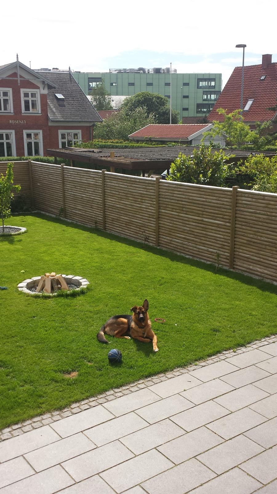 Blanding af racer Oscar billede 20