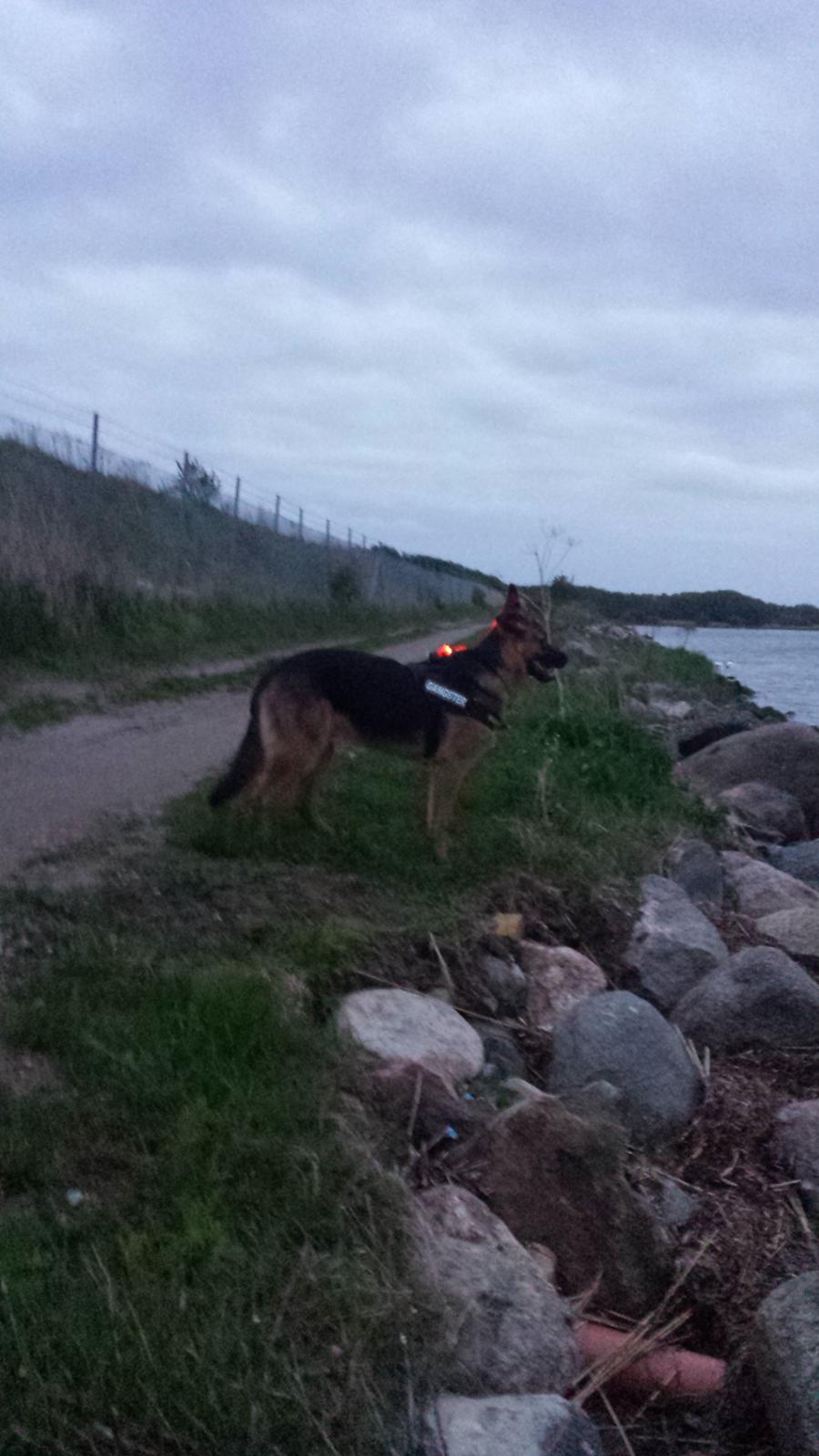 Blanding af racer Oscar billede 21