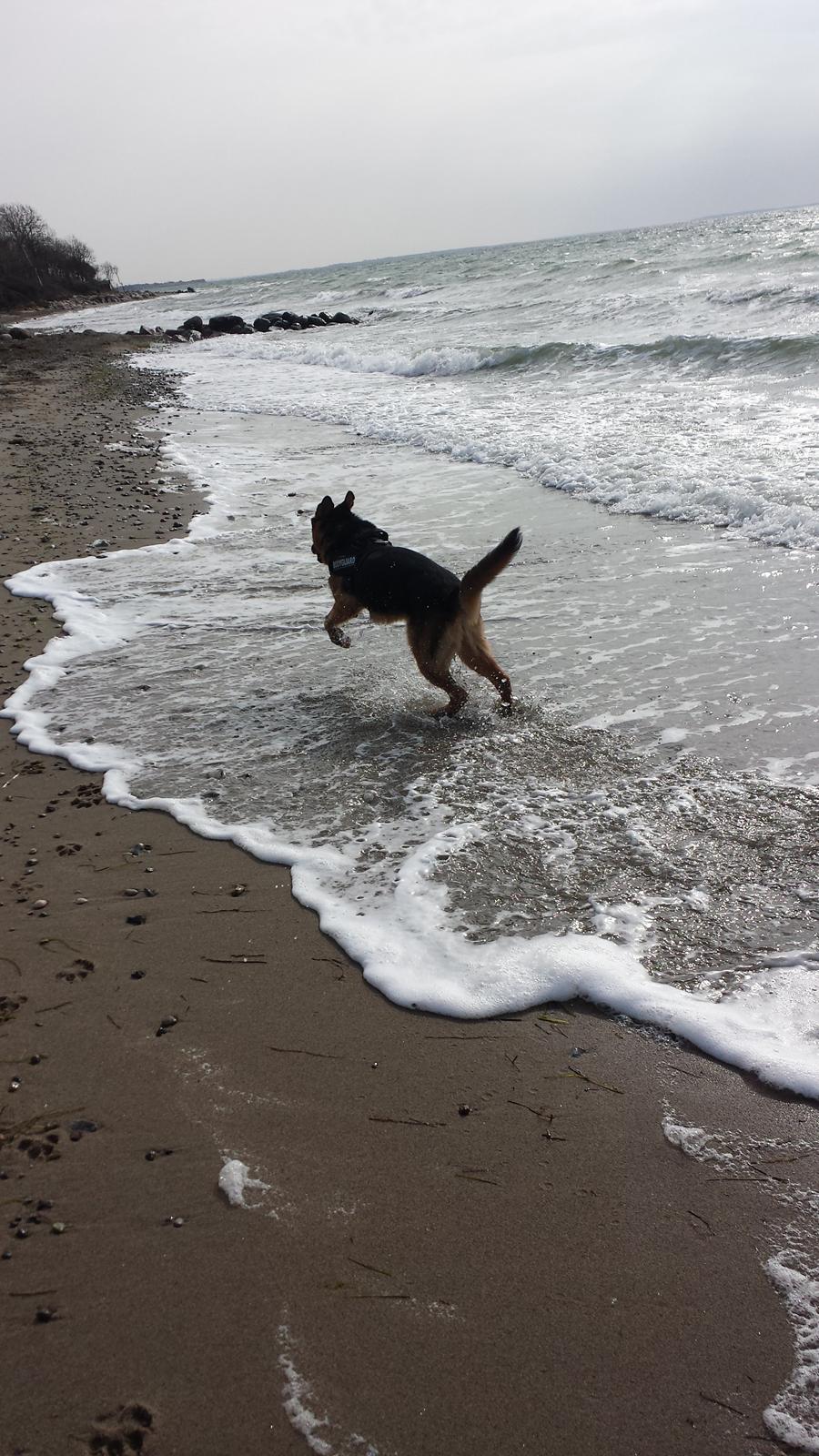 Blanding af racer Oscar billede 22