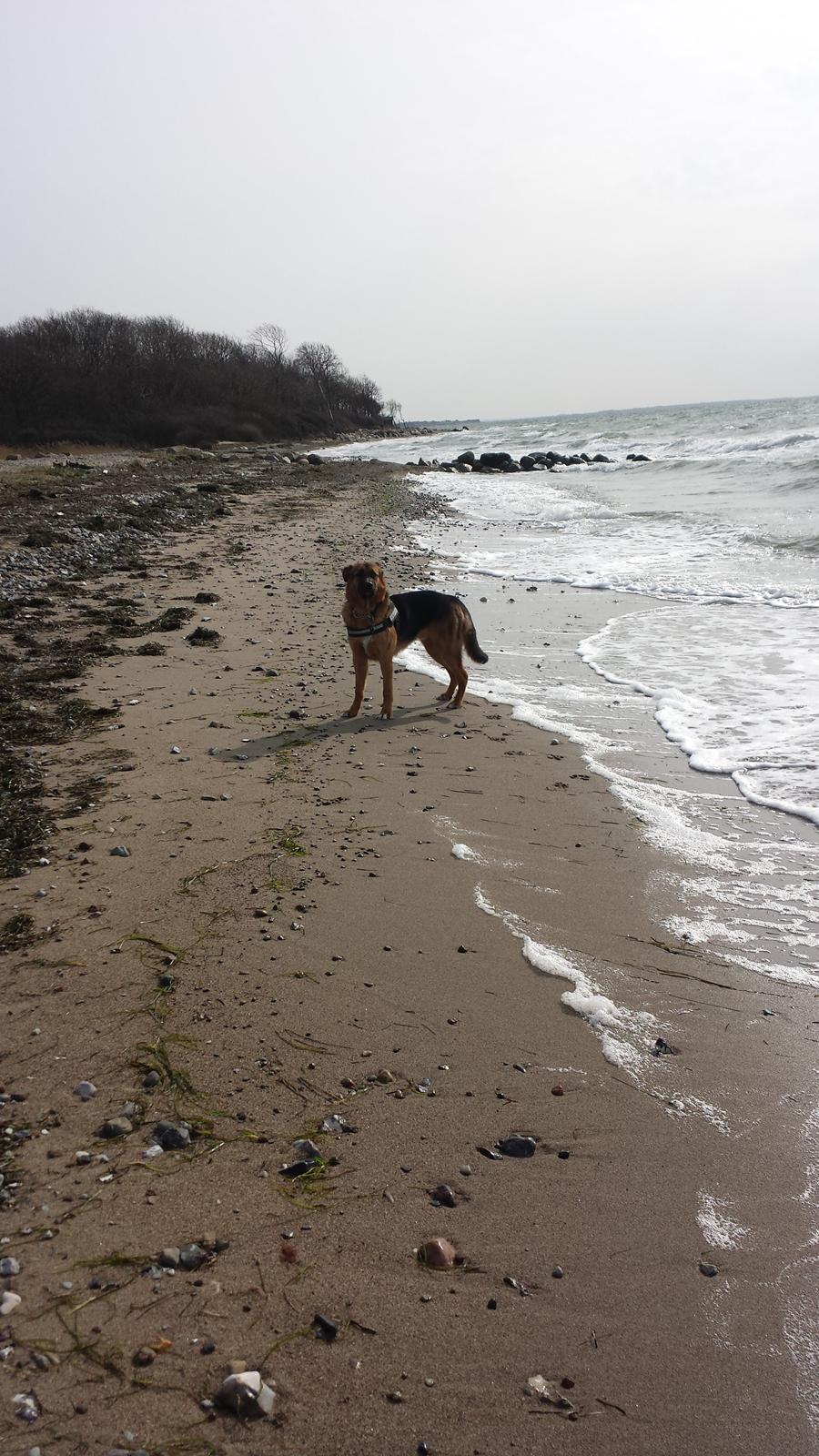 Blanding af racer Oscar billede 23