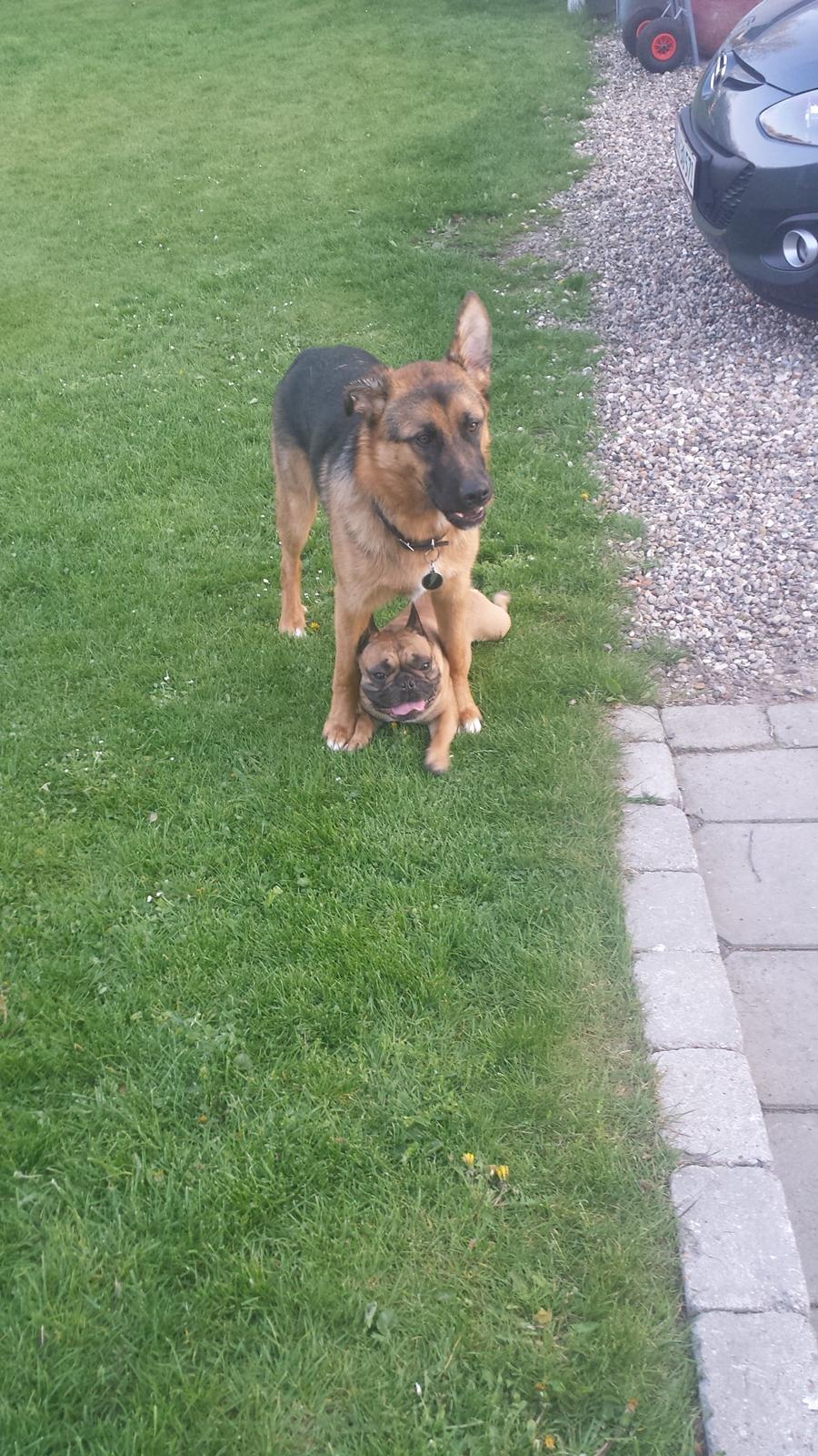 Blanding af racer Oscar billede 24