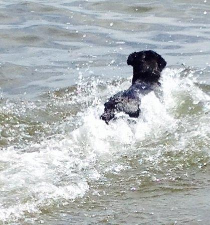 Blanding af racer zika billede 29