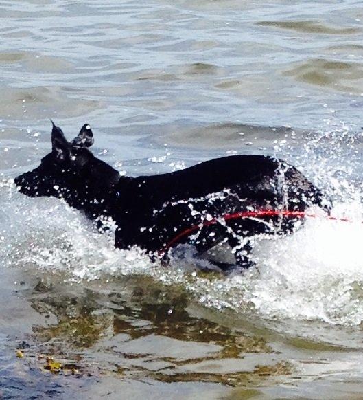 Blanding af racer zika billede 30