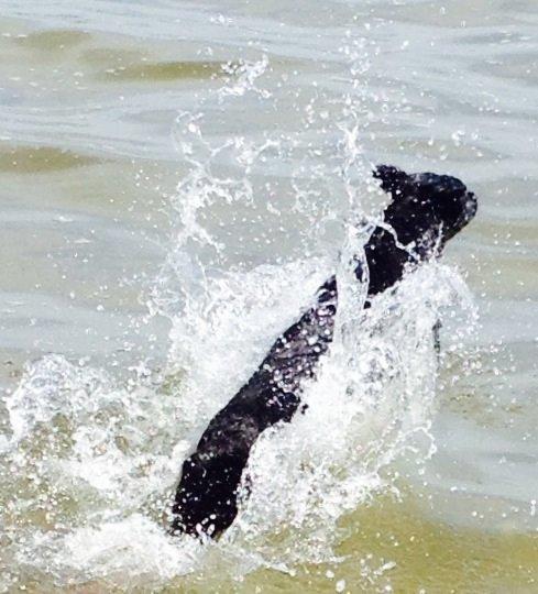 Blanding af racer zika billede 31