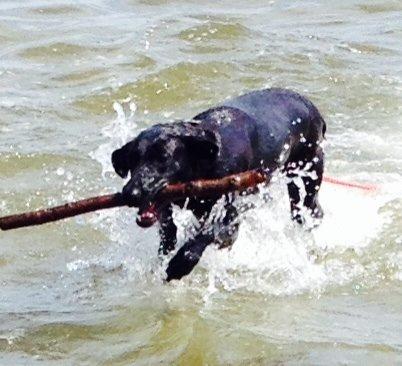 Blanding af racer zika billede 32