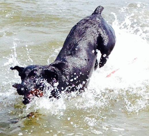 Blanding af racer zika billede 33