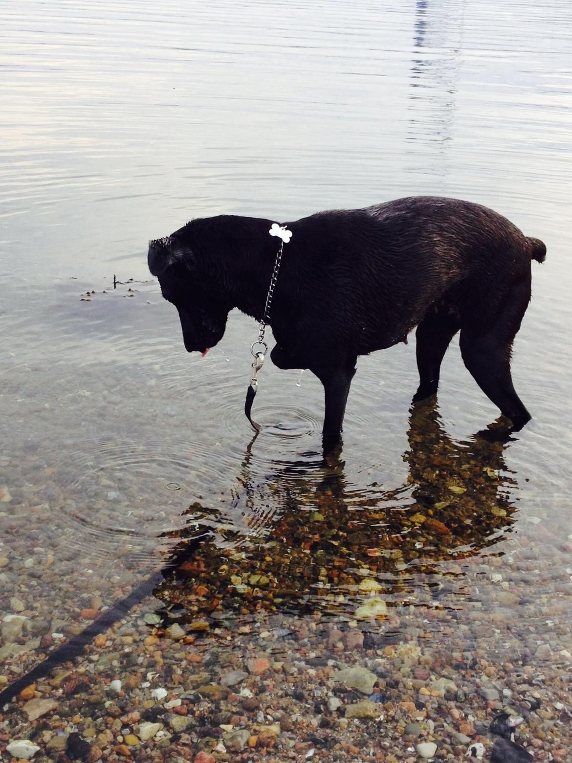 Blanding af racer zika billede 34