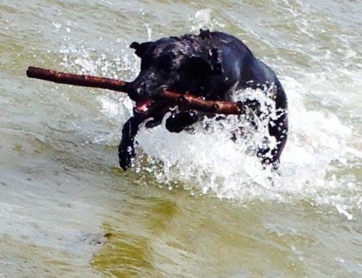 Blanding af racer zika billede 35