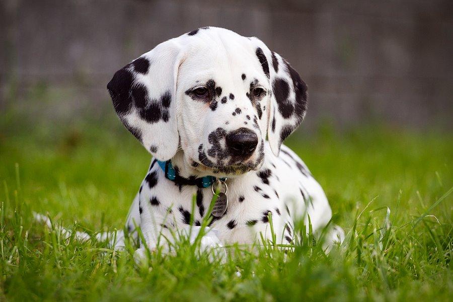 Dalmatiner Hugin (Spotdog's Everything Elegant) - Hugin 9 uger billede 38