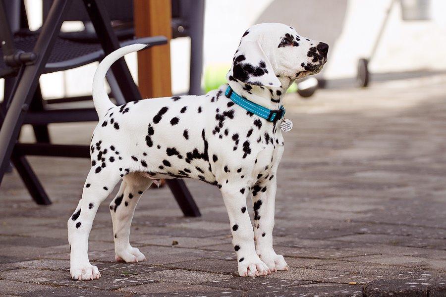 Dalmatiner Hugin (Spotdog's Everything Elegant) - Hugin 9 uger billede 33