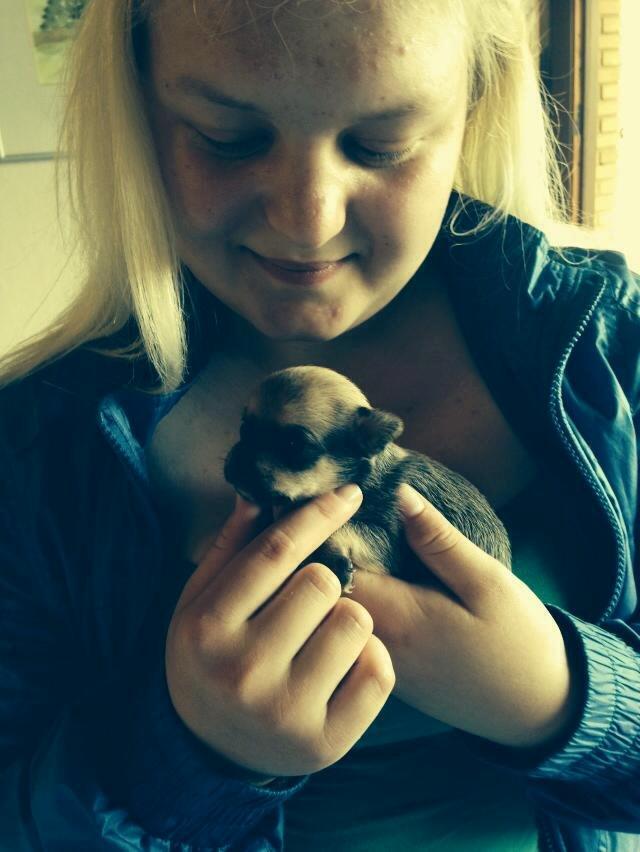 Chihuahua Chanel billede 9