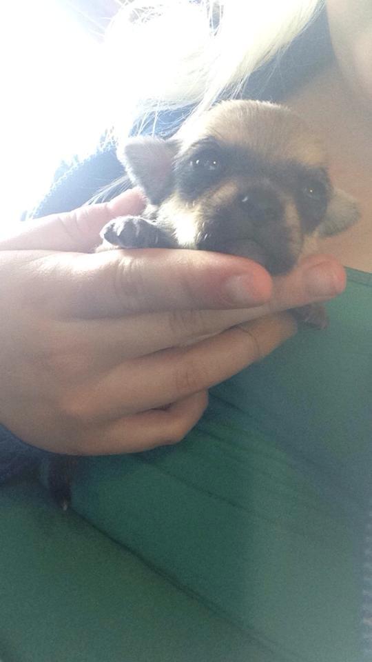 Chihuahua Chanel billede 11