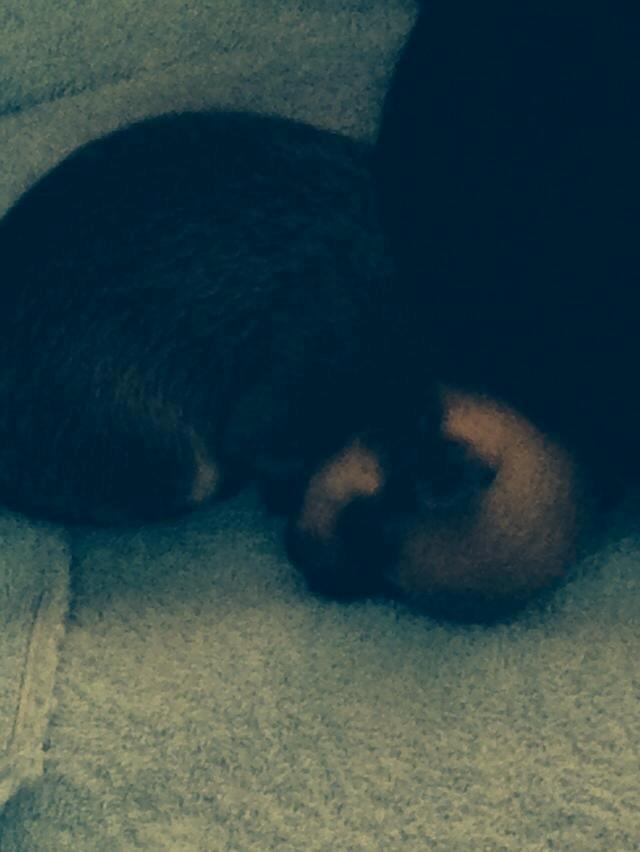 Chihuahua Chanel billede 10