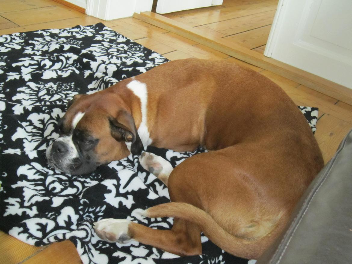 Boxer Molly billede 24