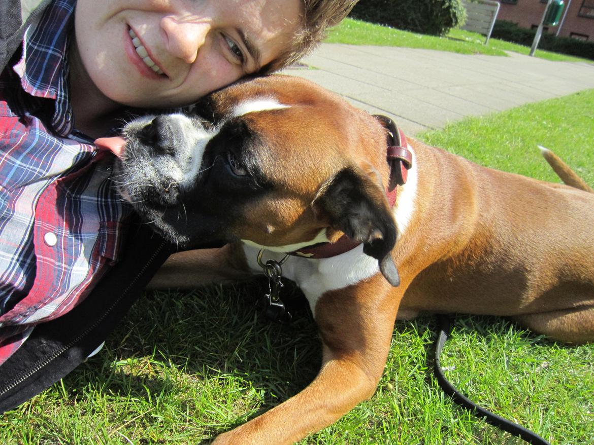 Boxer Molly billede 14