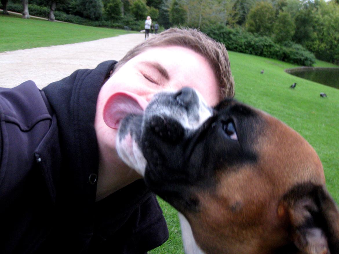 Boxer Molly billede 7