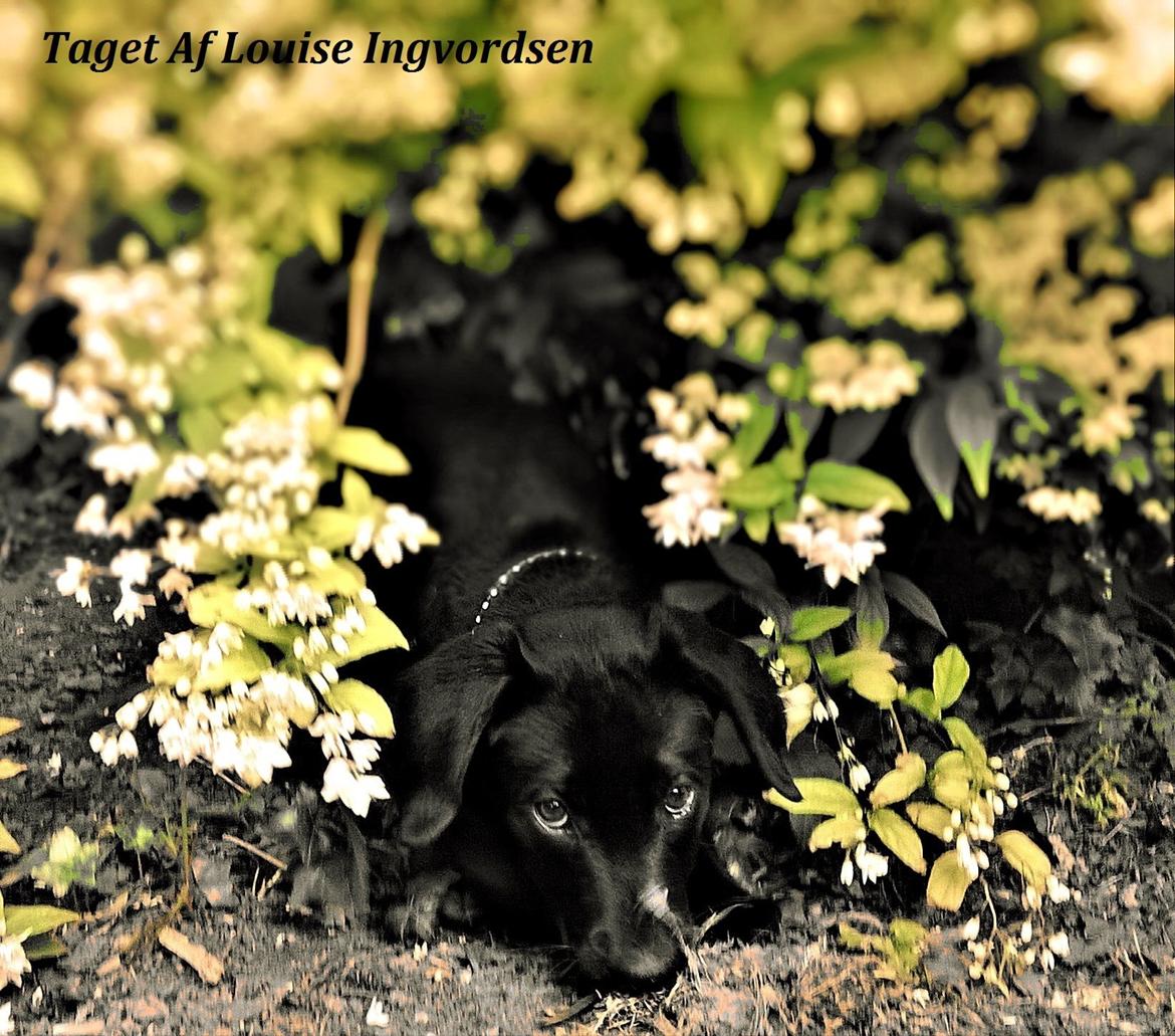 Labrador retriever † Sif †  billede 14