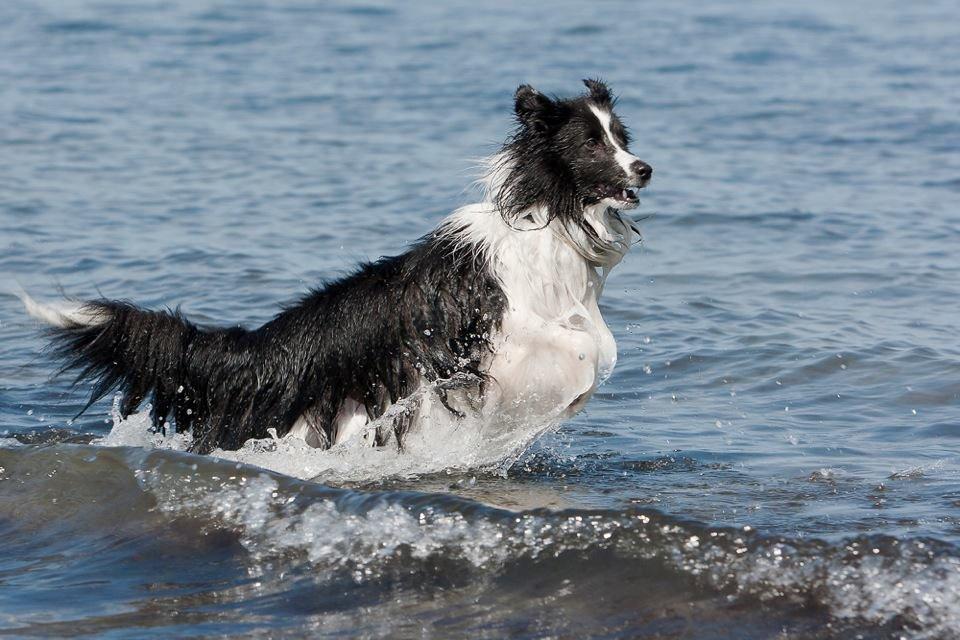 Shetland sheepdog Foula's Bi My Soulmate (Ozzy) billede 17