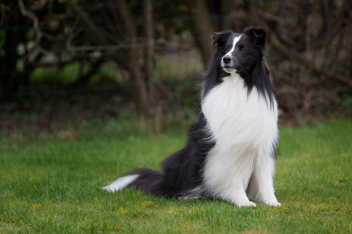 Shetland sheepdog Foula's Bi My Soulmate (Ozzy) billede 21