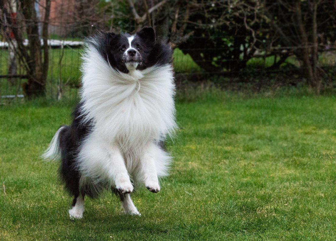 Shetland sheepdog Foula's Bi My Soulmate (Ozzy) billede 23