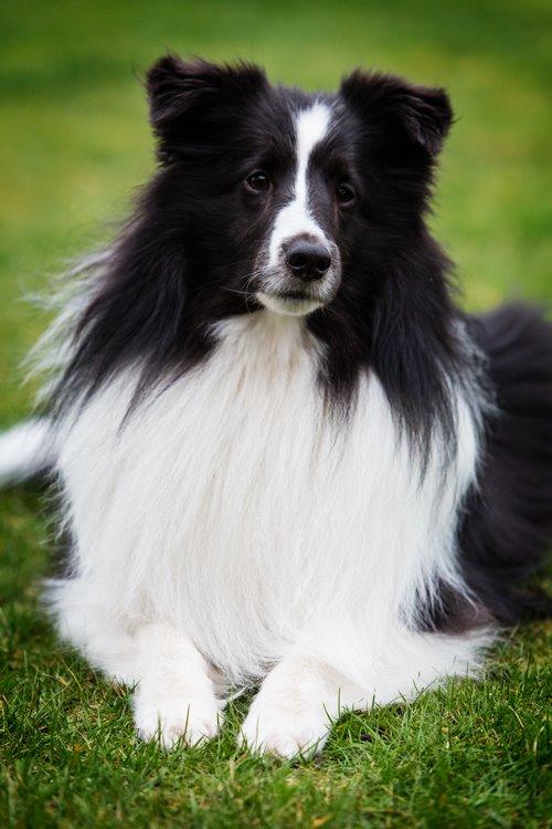 Shetland sheepdog Foula's Bi My Soulmate (Ozzy) billede 24