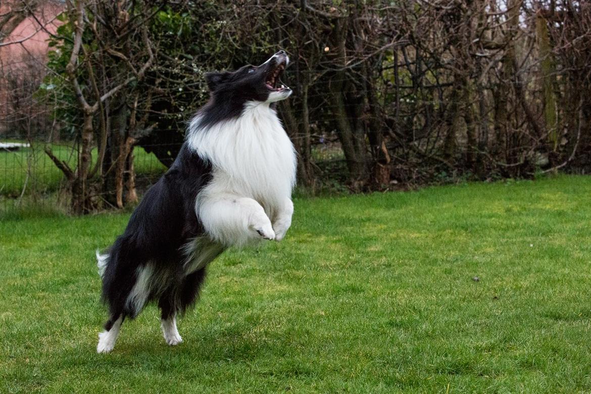 Shetland sheepdog Foula's Bi My Soulmate (Ozzy) billede 25