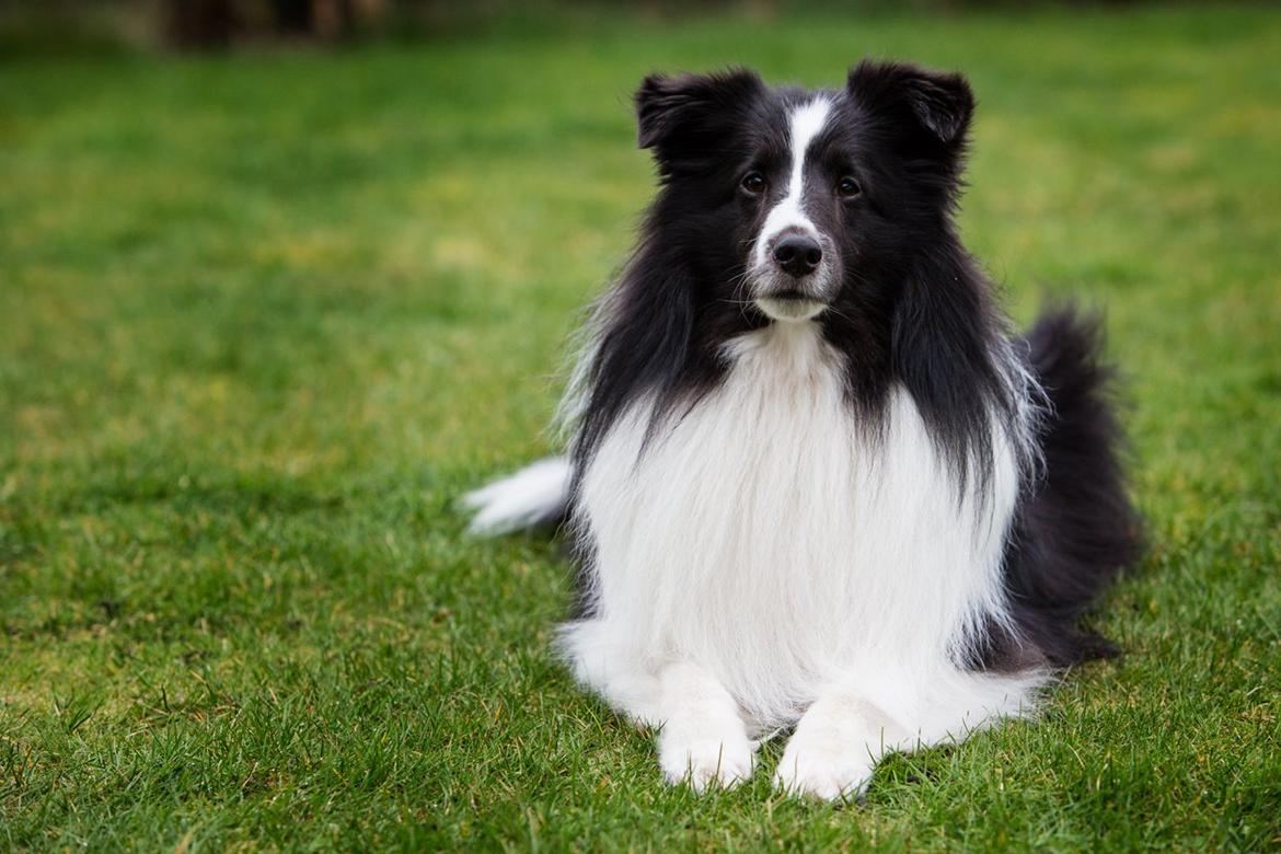 Shetland sheepdog Foula's Bi My Soulmate (Ozzy) billede 26