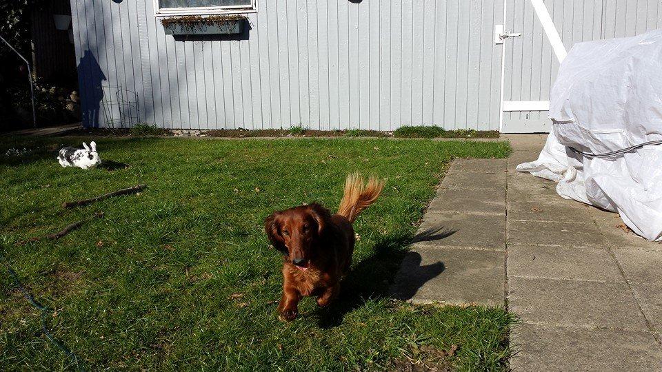 Gravhund Freja - Velkommen til Freja´s profil håber i kan lide hende <3 billede 1