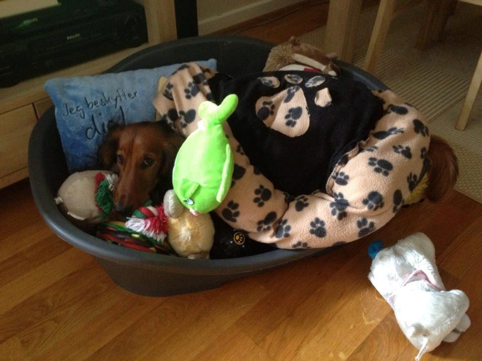 Gravhund Freja - Freja elsker og putte sig under alle hendes ting :D billede 2