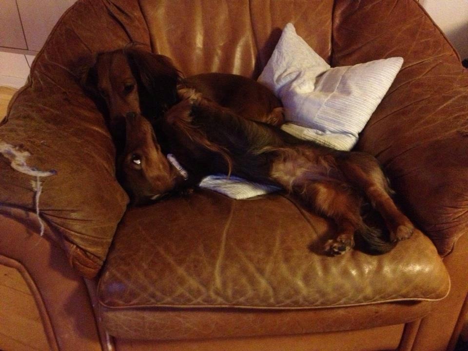 Gravhund Freja - Nurrh <3 billede 3