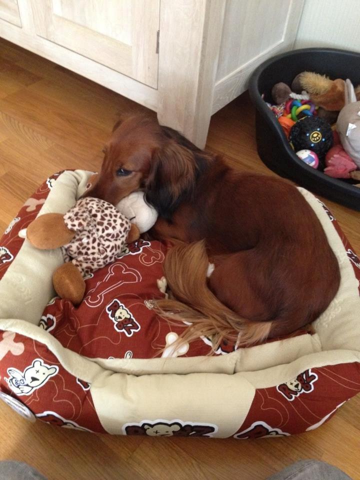 Gravhund Freja - Freja er glad for sin nye kurv <3 billede 4