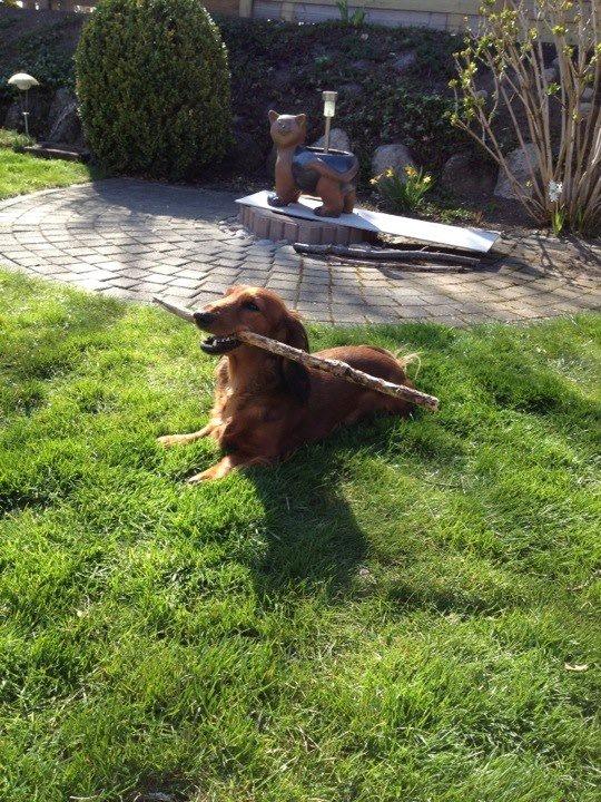 Gravhund Freja billede 5