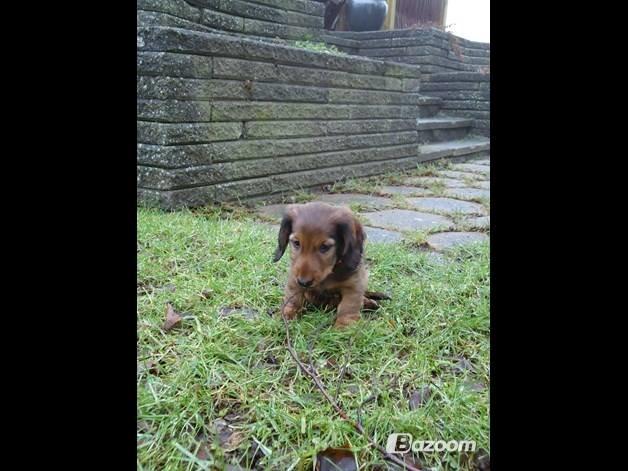 Gravhund Freja - Freja som lille baby <3 billede 7