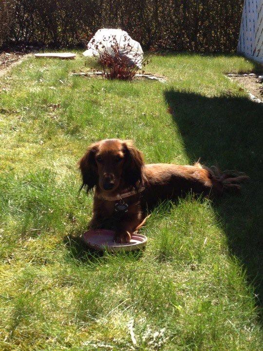 Gravhund Freja billede 8