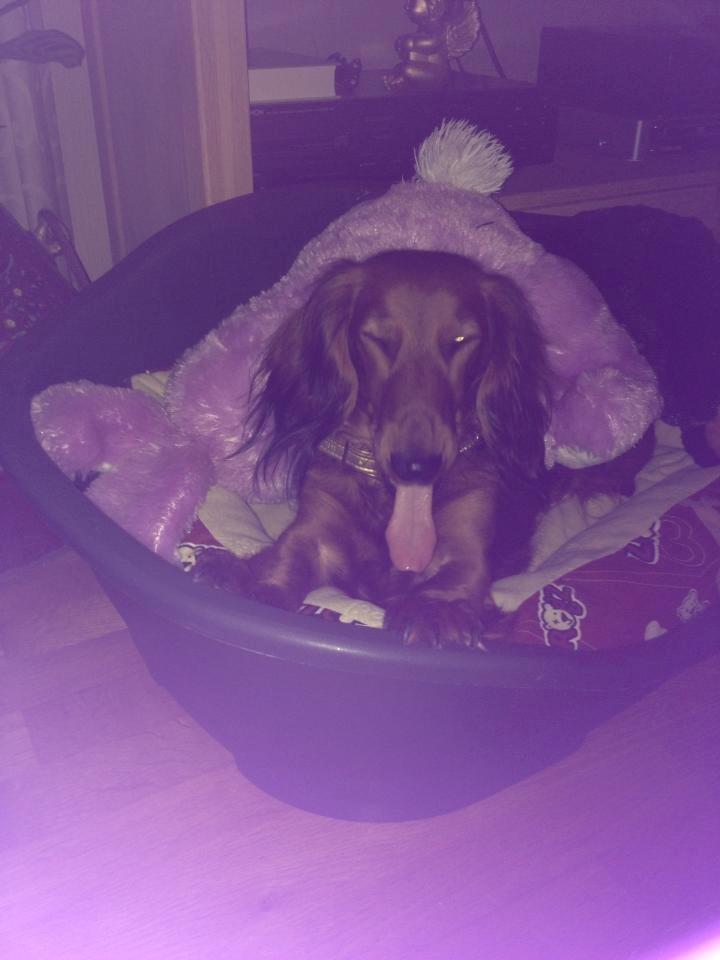 Gravhund Freja - Hmm ja lidt sjov kan man jo se ud ;) billede 9