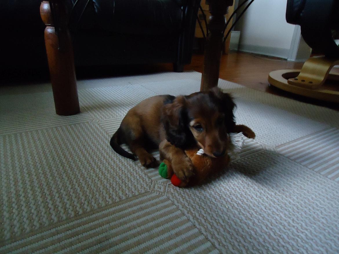 Gravhund Freja billede 10