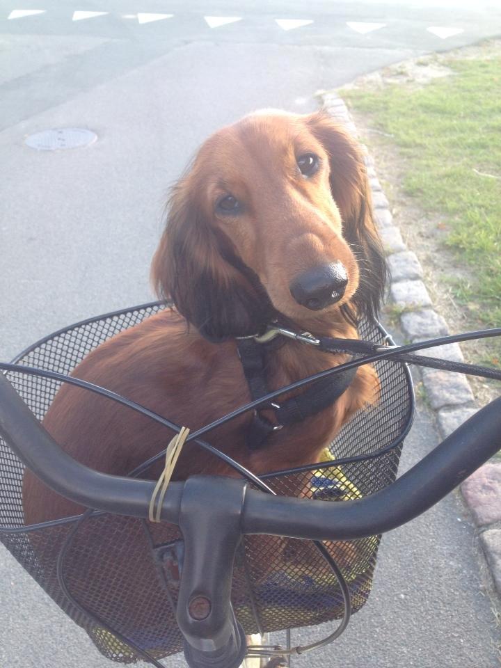 Gravhund Freja - Frea elsker at køre med ned til hesten :D billede 11