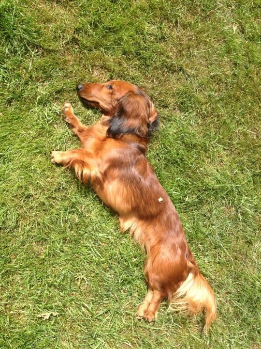 Gravhund Freja - Freja nyder varmen :D billede 12