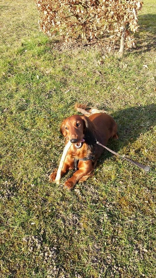 Gravhund Freja billede 13