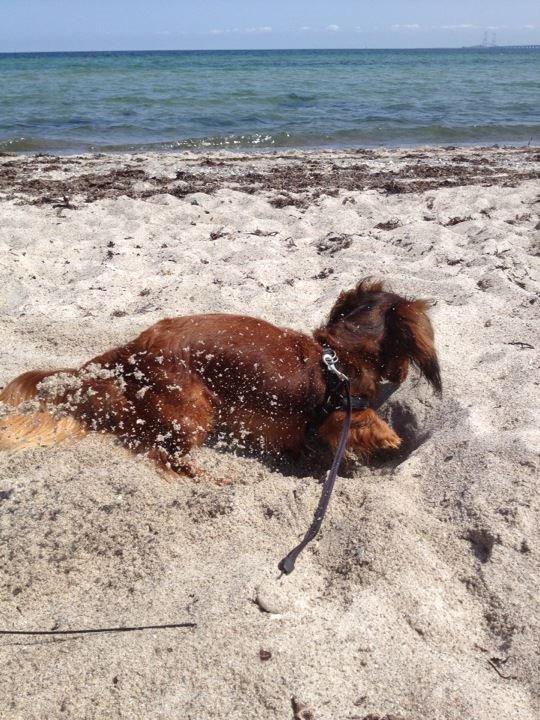 Gravhund Freja - Ja man er jo ikke gravhund for ingenting :P billede 14