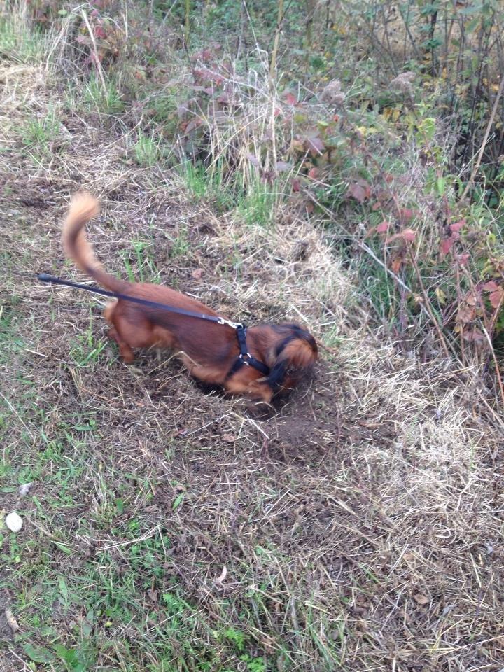 Gravhund Freja billede 15