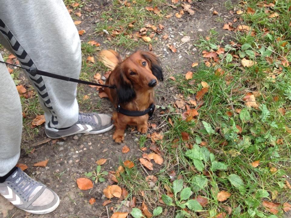 Gravhund Freja - På hygge tur med Freja og kæresten <3 billede 16